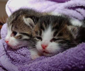 Katzenbetreuung und Kleintierbetreuung